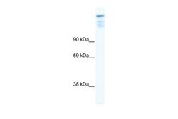 ZFP106 Antibody, Novus Biologicals 100 &mu;L; Unconjugated:Antibodies,